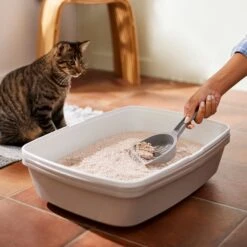 Frisco Natural Lightly Scented Clumping Grass Cat Litter 11 Frisco Natural Lightly Scented Clumping Grass Cat Litter -Frisco 230714 PT4. AC SS1800 V1659023184