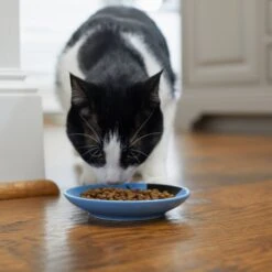 Frisco Cat Face Non-skid Ceramic Cat Dish, Blue 9 Frisco Cat Face Non-skid Ceramic Cat Dish, Blue -Frisco 256101 PT3. AC SS1800 V1617130591